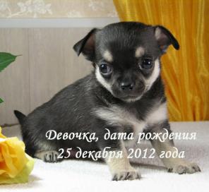 Чихуахуа г/ш девочки
