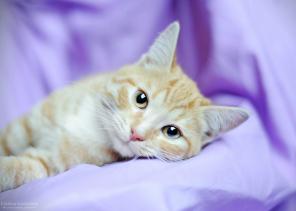 Лучик молодой котик необычной ласковости, доброты и общительности в дар