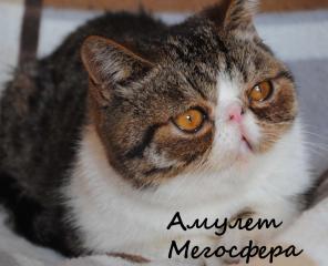 Экзотический котик