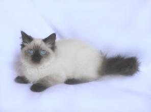 НЕВСКИЕ МАСКАРАДНЫЕ котята питомника Из Одиссеи!!!