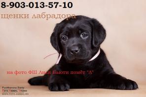 Щеночки лабрадора