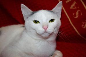 Умный молодой котик Веня в дар в добрые руки