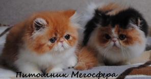 Персидские котята