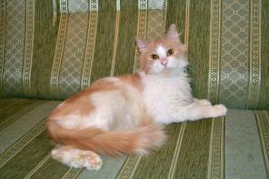 Сладкий и нежный котик Крендель ищет надежную семью!