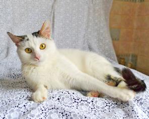 Котенок-мегапозитивчик в дар!