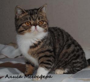 Экзотическая кошечка