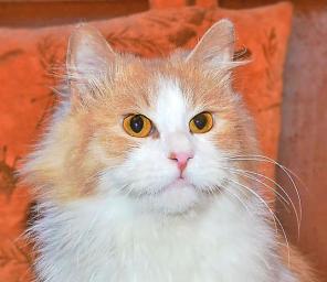 Мордатенький, очень ласковый молодой котик Крендель, замечательный и очаровательный хочет в добрые руки!