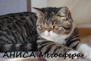 Экзотическая кошечка