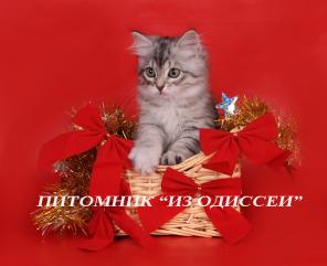 Сибирские СЕРЕБРИСТЫЕ котята!