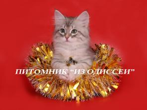Сибирские СЕРЕБРИСТЫЕ котята!