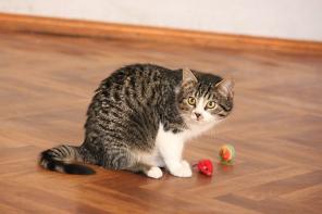 Котёнок Клёпа