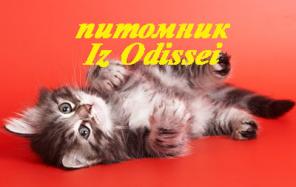 Сибирские котята питомника Из Одиссеи!