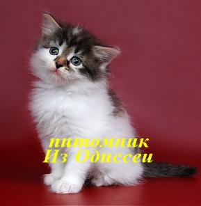 Сибирские котята питомника Из Одиссеи!