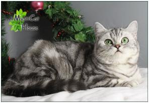 Британский мраморный котенок