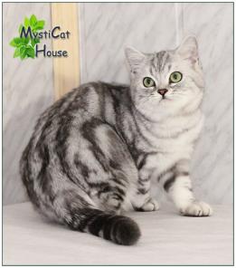 Британский мраморный котенок