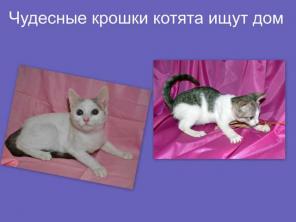 Отдам котят Чипа и Жанну домашних ласкушек в дар в добрые руки
