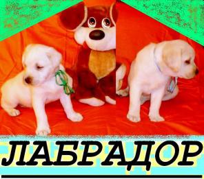 Палевые ЛАБРАДОРчики, от Чемпиона. Документы РКФ. Рождены 24/11/2012г. / МальЧики.