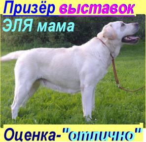Палевые ЛАБРАДОРчики, от Чемпиона. Документы РКФ. Рождены 24/11/2012г. / МальЧики.