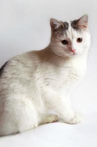 Белый котик-обормотик в дар!