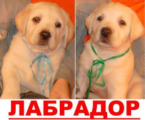 Палевые ЛАБРАДОРчики, от Чемпиона. Документы РКФ. Рождены 24/11/2012г. / МальЧики.