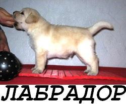 Клубные =ЛАБРАДОРчики=, от ЧЕМПИОНА. Документы =РКФ=. ПомЁт 24 ноября 2012 года. / Палевые / Мальчики/