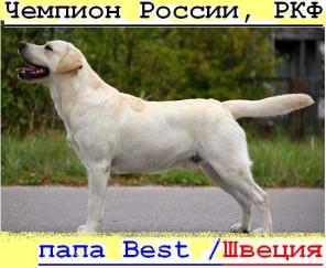 Клубные =ЛАБРАДОРчики=, от ЧЕМПИОНА. Документы =РКФ=. ПомЁт 24 ноября 2012 года. / Палевые / Мальчики/