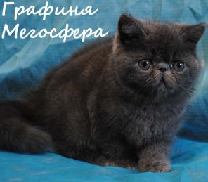 Экзотические котята