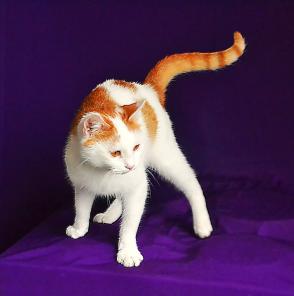Лёвушка, молодой бело-рыжий котик (11 мес.) в добрые руки