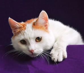 Лёвушка, молодой бело-рыжий котик (11 мес.) в добрые руки