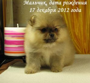 Померанский шпиц щенки