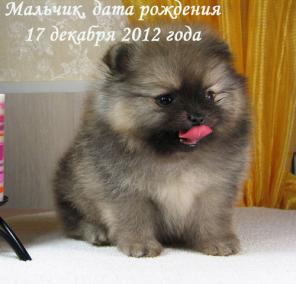 Померанский шпиц щенки
