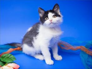 Котенок 5 мес. в дар