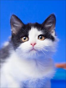 Котенок 5 мес. в дар