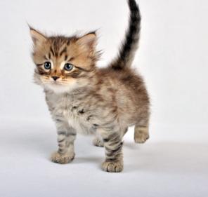 Сибирские котята из питомника Сибирская Магия