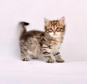 Сибирские котята из питомника Сибирская Магия