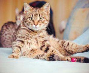 Кошечка Оська ищет дом.