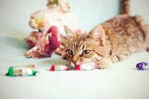Кошечка Оська ищет дом.