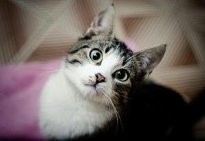Кота Савушку отдадим в добрые ручки.