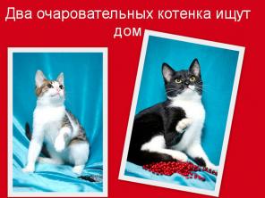 Отдам котят Майкла и Ласку домашних ласковых в дар в добрые руки