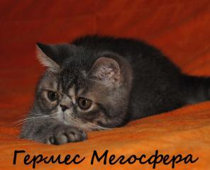 Экзотические короткошерстные котята