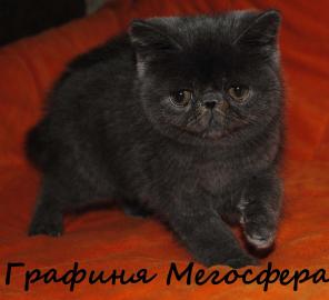 Экзотические короткошерстные котята