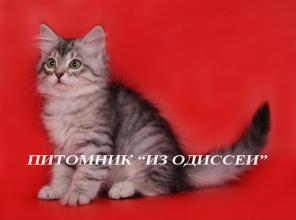 Серебристая СИБИРСКАЯ кошечка