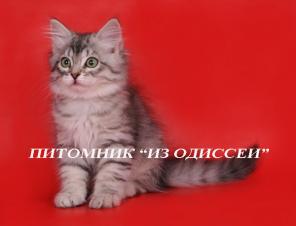 Серебристая СИБИРСКАЯ кошечка
