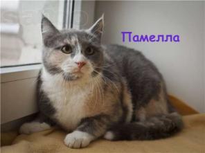 Памелла – славная кошечка в дар!