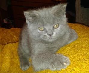 Клубный шотландский прямоухий котик. 2,5 мес.