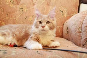 Питомник Апогея предлагает котят породы мейн-кун