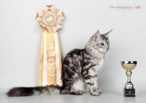 Котята мейн кун Шоу-класса из питомника