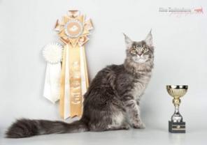 Котята мейн кун Шоу-класса из питомника