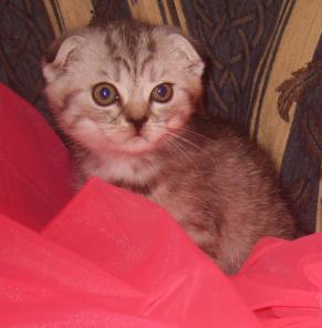 Котик скоттиш фолд Вискасного окраса