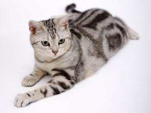 Товары для кошек